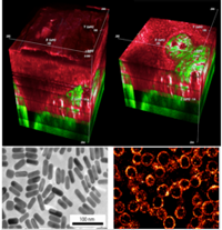 Nonlinear Optical Microscopy of Biological Samples