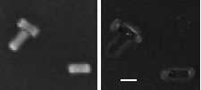 Plasmonic Laser Nanoablation for lithography